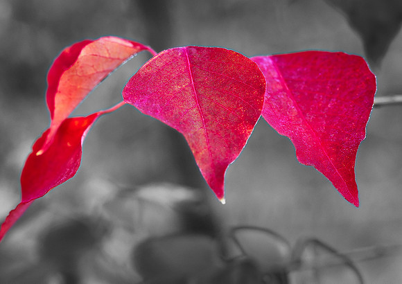Fire Leaves Red on Black