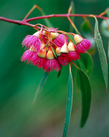 Eucalyptus leucoxylon Rosea