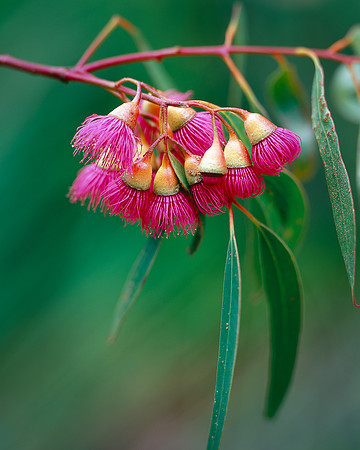 Eucalyptus leucoxylon Rosea