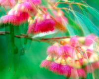 Blossom Breeze