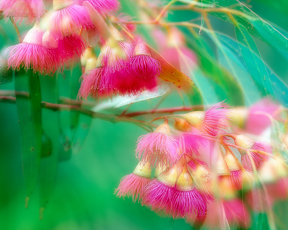 Blossom Breeze