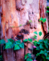 Boranup Dreams Forest Creeper