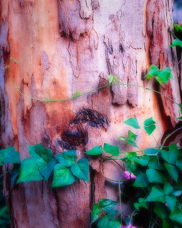 Boranup Dreams Forest Creeper