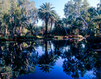 Millstream Palms