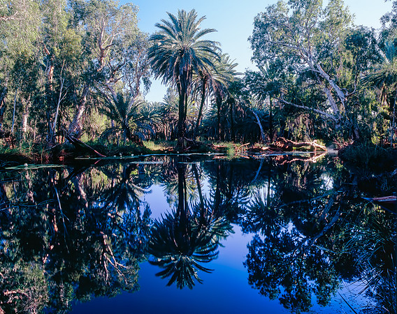 Millstream Palms