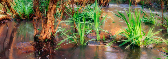 Winter Stream
