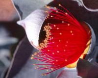 Macrocarpa bud