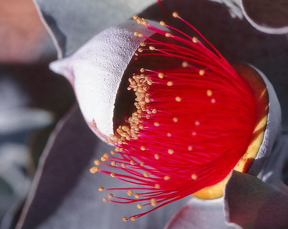 Macrocarpa bud