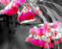 Blossom Breeze Red on Black