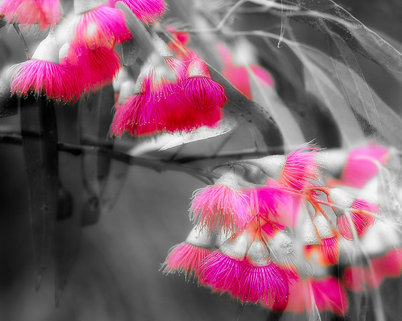 Blossom Breeze Red on Black