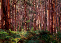 Boranup Forest Morning