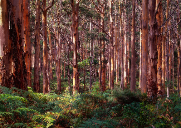 Boranup Forest Morning