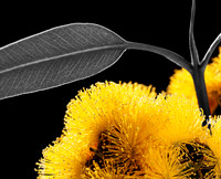 Eucalyptus Erythrocorys Flower Yellow on Black