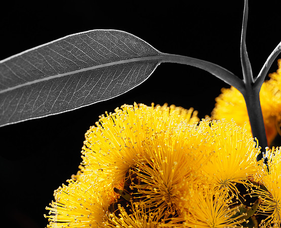 Eucalyptus Erythrocorys Flower Yellow on Black