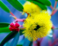 Eucalyptus erythrocorys Blossom