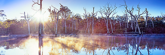 Forest Lake Mist