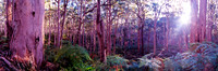 Boranup Forest Sunshine