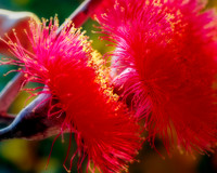 Eucalyptus Silver Princess Blooms