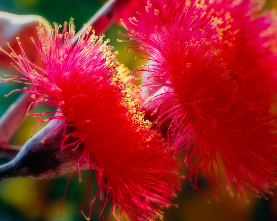 Eucalyptus Silver Princess Blooms