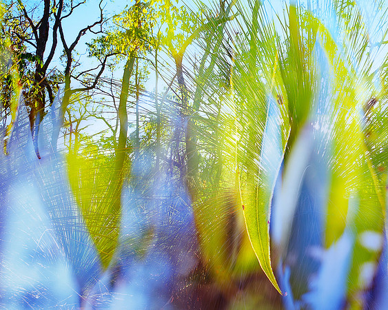New Growth after Fire
