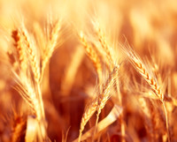 Wheat Glow