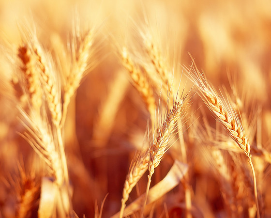 Wheat Glow