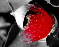 Macrocarpa bud Red on Black
