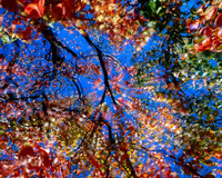 Autumn Sky