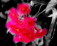 Red Blossom on Black