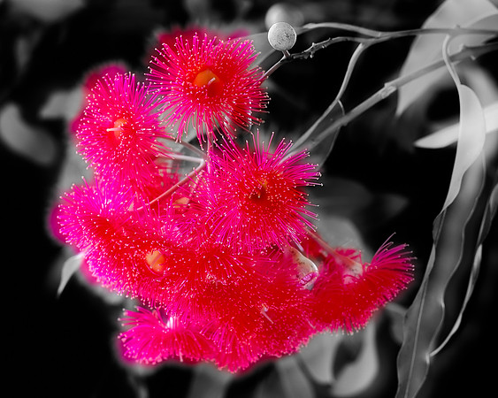 Red Blossom on Black