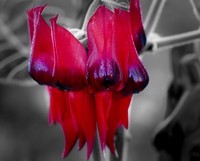 Sturt's Desert Pea  Black and Red