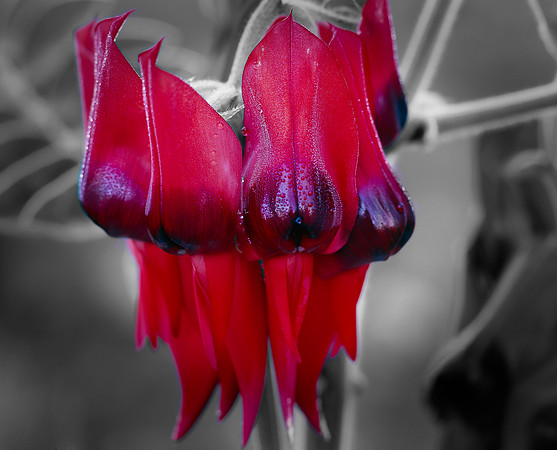 Sturt's Desert Pea  Black and Red