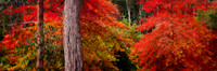 Mt Lofty Autumn Foliage Panorama