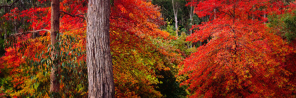 Mt Lofty Autumn Foliage Panorama