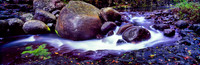 Rainforest Rocky Stream