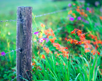 Wild Flowers and Fence