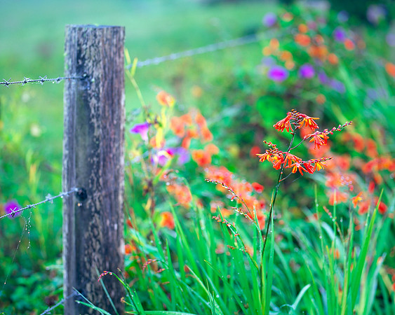 Wild Flowers and Fence
