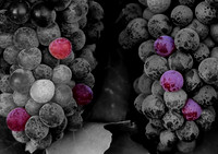 Swan Valley Grapes
