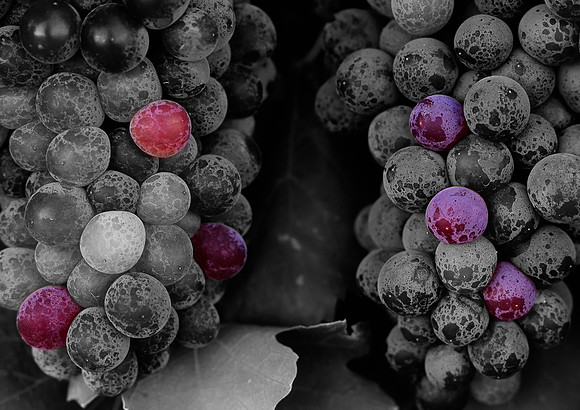 Swan Valley Grapes