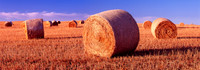 Field of Hay