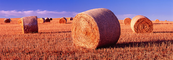 Field of Hay