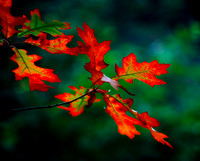 Sunlit Autumn Leaves