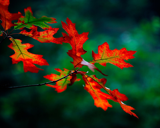 Sunlit Autumn Leaves