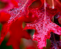 Red Leaf Rain