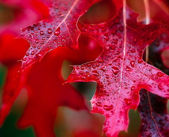 Red Leaf Rain