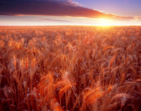 Wheatfield Sunrise