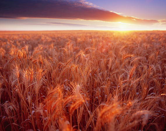 Wheatfield Sunrise