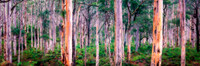 Boranup Karri  Forest