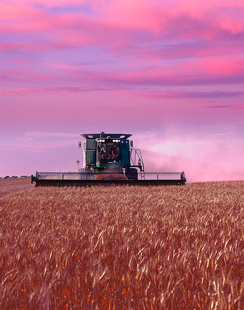 Golden Harvest