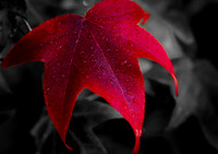 Red Leaf, Red on Black